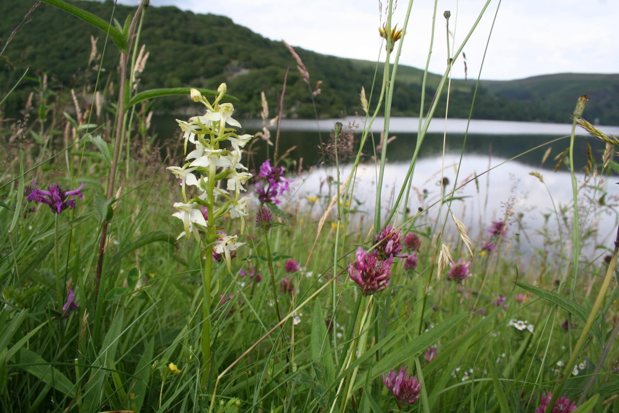Wild About Devon Community Forum