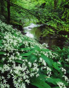 An image of wild garlic growing on the banks of a stream running through a woodland. Photo credit: Woodland Trust