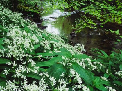 Wild Garlic bordering a river lined with native trees