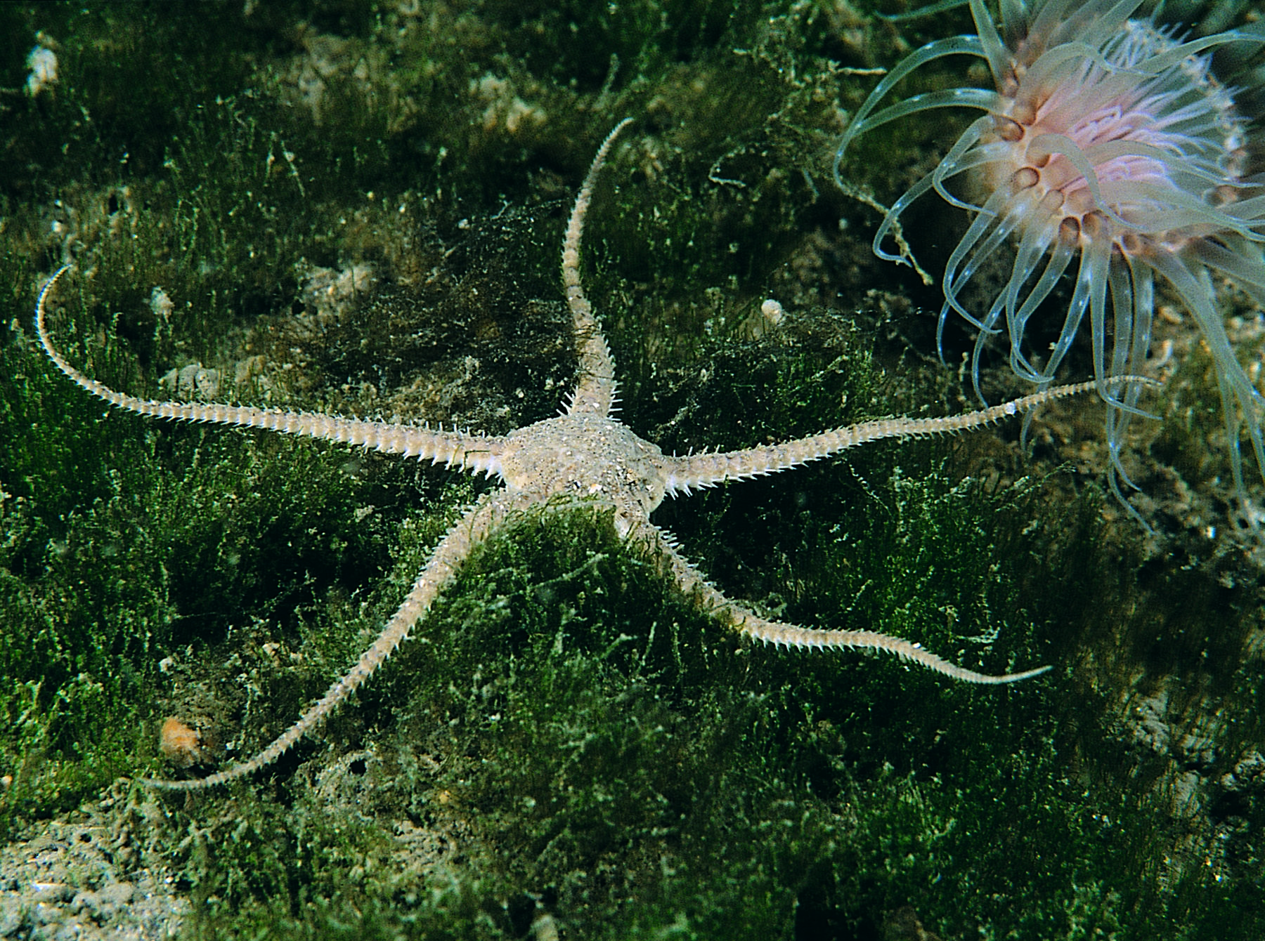 Life Beneath The Waves