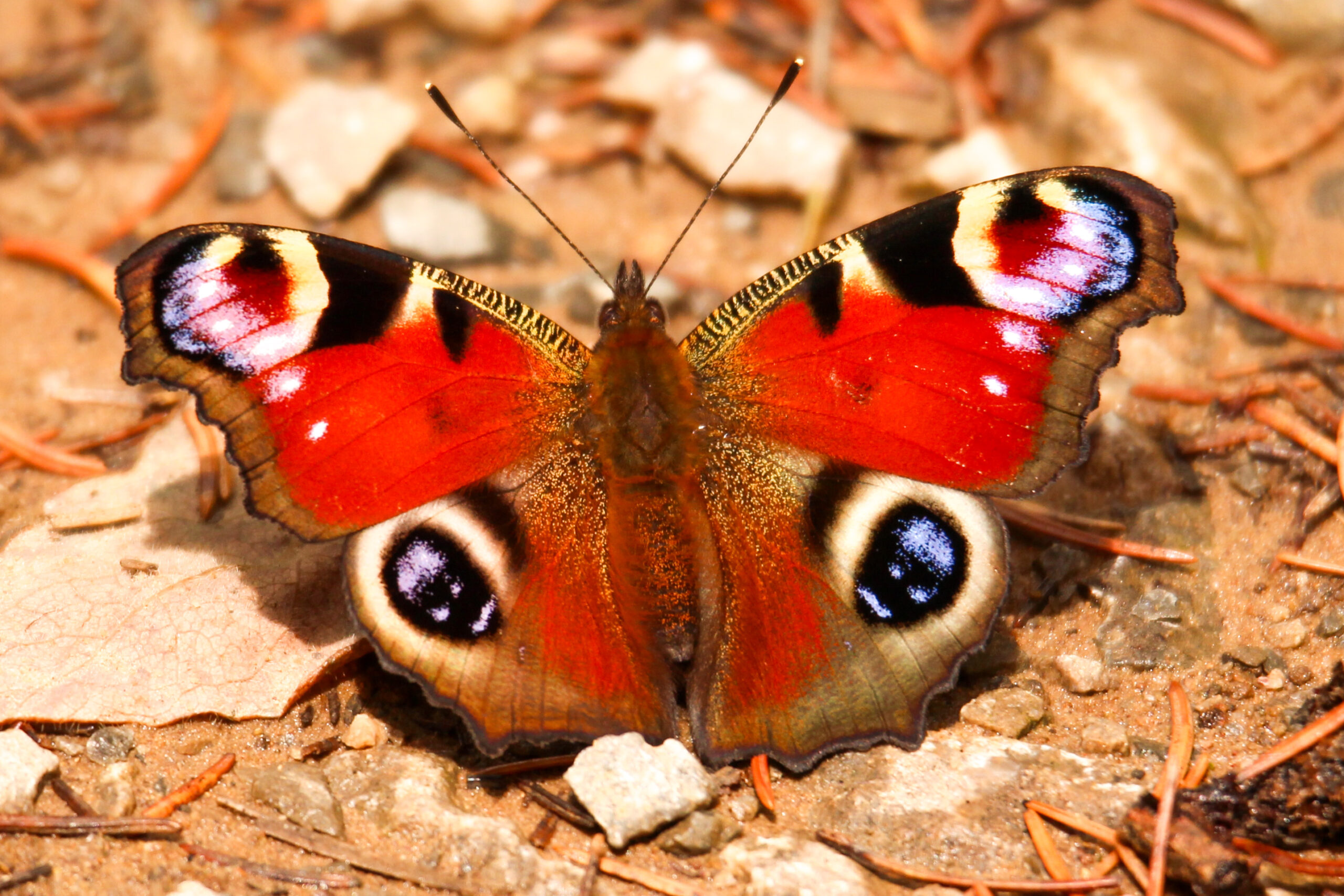 Wild About Devon awards 2023