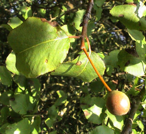 Plymouth PearJohn Walters