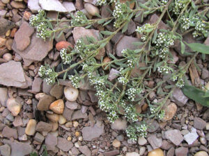 Strapwort John Walters