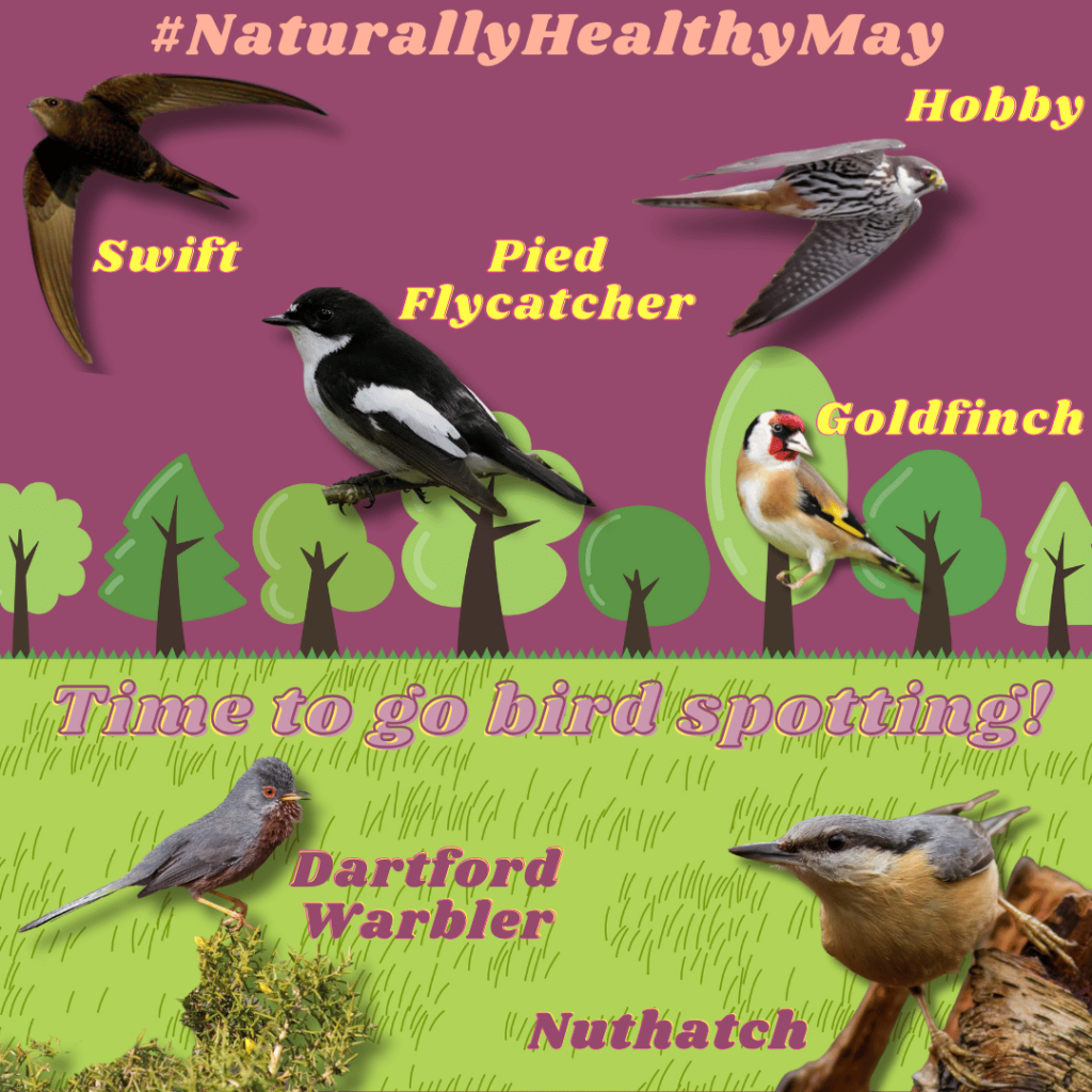 Square with images of birds you can spot in May