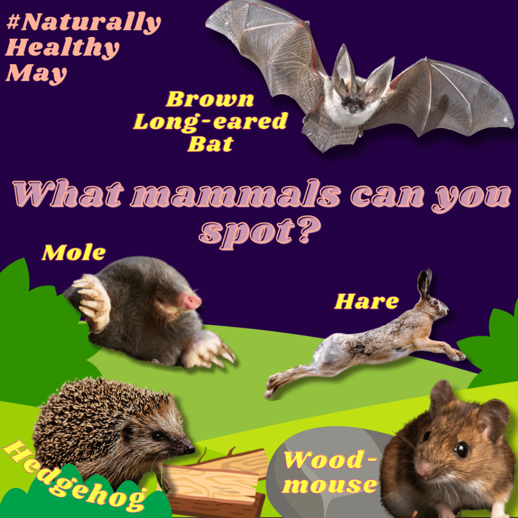 images of mammals you can spot in devon in may