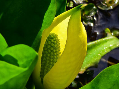 A large yellow flower shaped like a single leaf wrapped around a spikey stalk. Fleshy green leaves surround the flower.